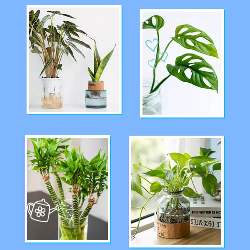 Solution nutritive universelle pour plantes en pot fleuries Des racines solides, des fleurs clatantes La croissance parfaite, sans prise de tte.