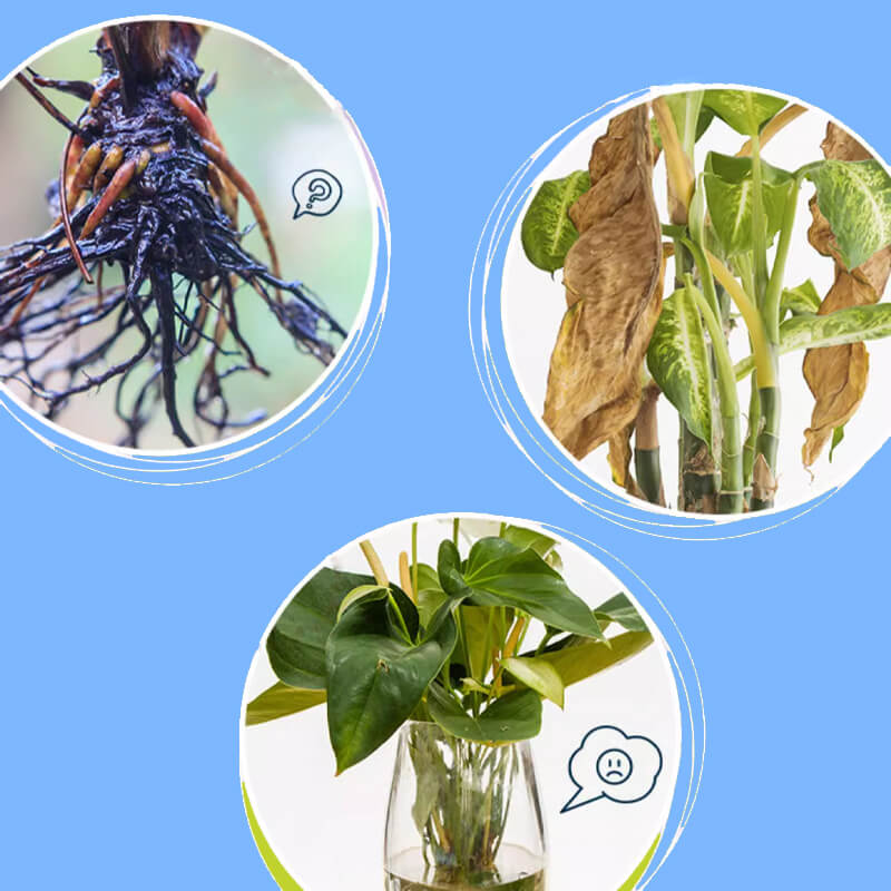 Solution nutritive universelle pour plantes en pot fleuries Des racines solides, des fleurs clatantes La croissance parfaite, sans prise de tte.