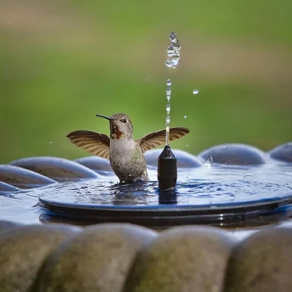 Promotion exceptionnelle -50% Fontaines solaires pour oiseaux