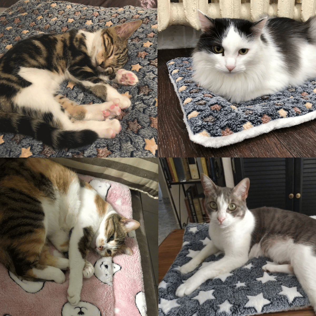 Exceptionnels 50 % de rduction 2025 Nouvelle couverture pour animaux de compagnie ultra confortable et apaisante