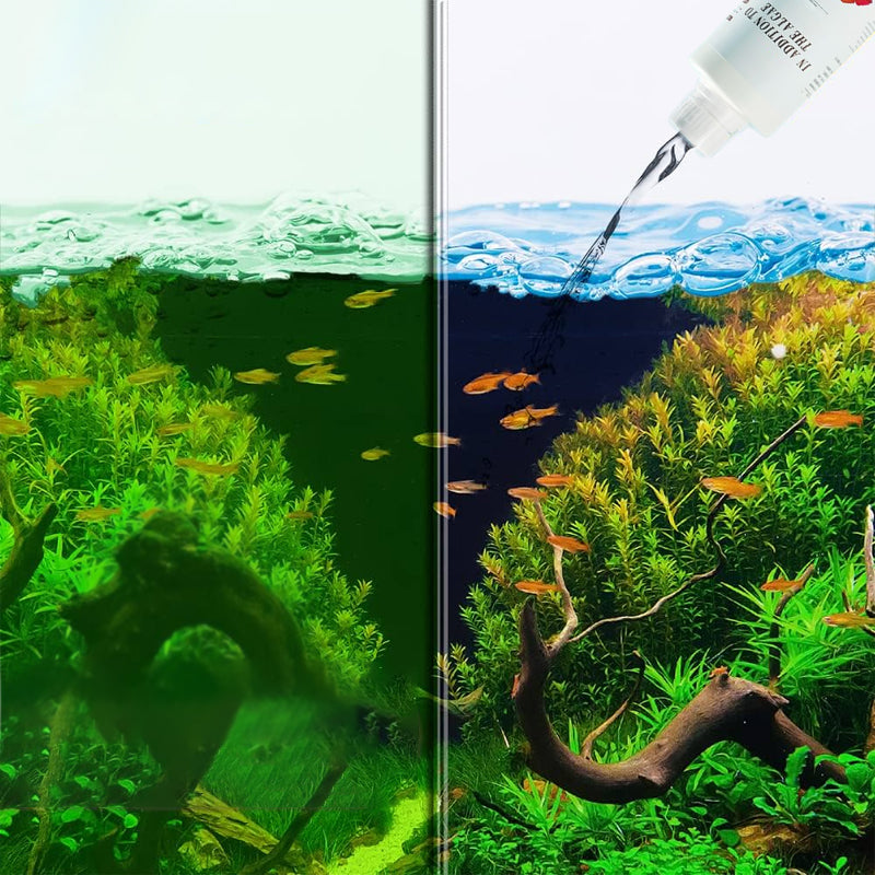 Algicide efficace pour aquarium