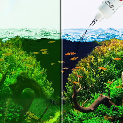 Algicide efficace pour aquarium