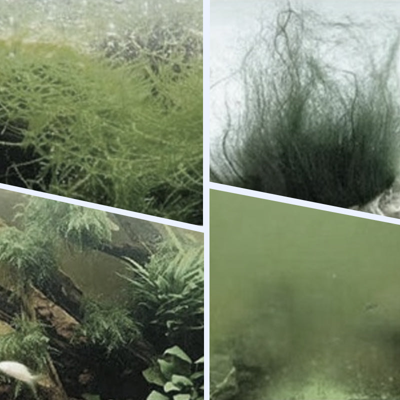 Kaufen Sie 3 und erhalten Sie 2 gratis! Leistungsstarker Aquarien-Wasserklärer