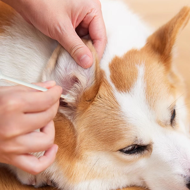 Lingettes nettoyantes pour chiens et chats