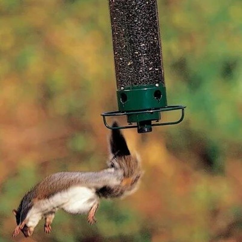 Neu Frühling 2026 100 % eichhörnchensicheres Vogelhaus